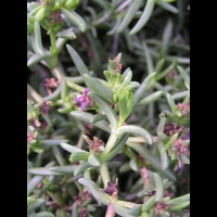 Delosperma pruinosum (fam Aizoacees) (Afr. du sud) (3)